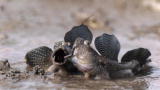 Life: Mudskippers Mud Wrestle