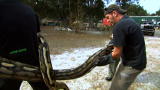 Swamp Brothers: Python Movers