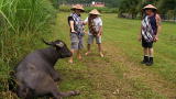American Chopper: Sr vs Jr: Bam! Buffalos