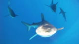 After The Catch 5: Shark Cage Volunteers