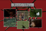 Assignment Discovery Shorts: Food Web