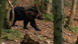 Man vs. Wild: Bear Meets Bear