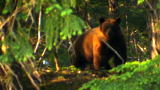 Gold Rush Alaska: Living With Bears
