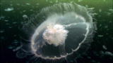 Life :Filming Creatures of the Deep