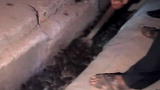 Ratzilla: Rat Island