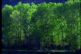 Assignment Discovery Shorts: Tree The Forest