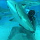 Mythbusters: Grabbing the Shark by the Tail