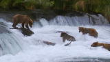 Great Bear Stakeout: Grizzly Bear Turf War