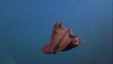 Is It Possible: Vampire Squid