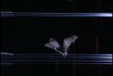 Assignment Discovery Shorts: Bat Echo