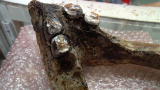 Oddities: Mystery Mandible