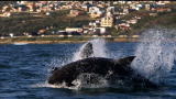 Shark Week: Great White Learns to Leap
