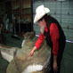 Dinos: Dinosaur Mummy Has Skin, Guts