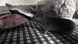 Verminators: Mice Mole