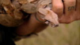 Dual Survival: Snakes in Love