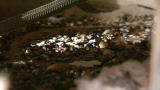 Verminators: Droppings Galore