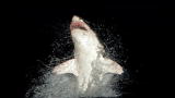 Shark Week: Night Attack