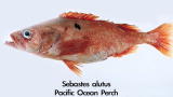 Short Attention: What Kind Of Fish?