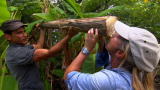 Man, Woman, Wild: Banana Trees to the Rescue