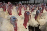 HowStuffWorks: Breeding Turkeys