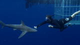 Beast Tracker: Shark Test