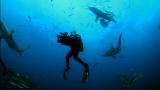 Shark Week: Caught In a Shark Frenzy