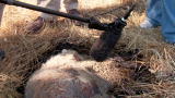 Dirty Jobs: Munching Maggots