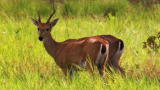 Out of the Wild: Venezuela: Big Cat Prowling
