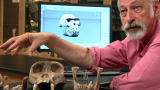 <i>Ardipithecus</i>: 