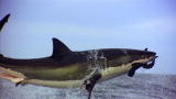 Shark Week: Great White Sharks Jumping