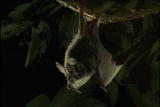 Assignment Discovery Shorts: Bat Sonar