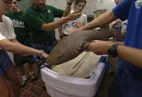 Future Shark: How Nurse Sharks Bite