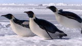 Frozen Planet: Penguins Launch Like Rockets