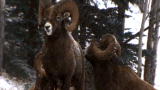 Outdoor Adventure: Bighorn Sheep