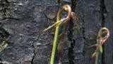 Life: Creeper Plants Climb Trees