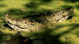 Swamp Brothers: Crocodile Love