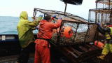 Deadliest Catch: Northwestern Goes For Blue