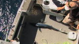 Man vs. Fish: Mako on Board