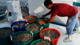 Ragin Cajuns :Shrimp Jackpot