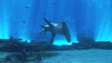 Sharks at Georgia Aquarium: Face to Fin with Sharks
