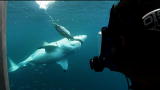 Shark Week: Appetite Test