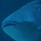 Animals: The Skinny On Whale Sharks