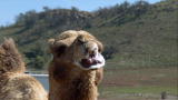 Dirty Jobs: Mating Camels