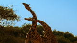 Behind the Giraffe Fight