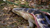 Dual Survival: Alligator Supper
