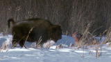 Frozen Planet: Filming the Wolves of Winter