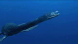 Mega Beasts: Sea of Killers