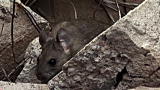 Verminators: Pack Rat Attack