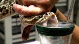 Swamp Brothers: Milking Rattler Venom