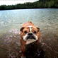 Time Warp: Bulldog Shake